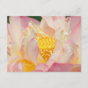 Franklin NC, Perry's Water Garden, Lotus mit Postkarte