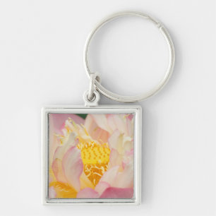 Franklin NC, Perry's Water Garden, Lotus mit Schlüsselanhänger