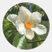 Franklinia alatamaha runder aufkleber (Vorderseite)