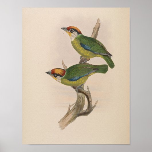 Franklins Bartvogel von John Gould Druck Poster (Vorne)