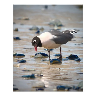 Franklins Gull Fotodruck