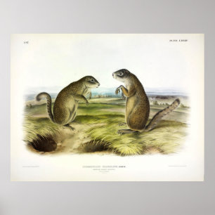 Franklins Marmot-Eichhörnchen oder Erdeichhörnchen Poster
