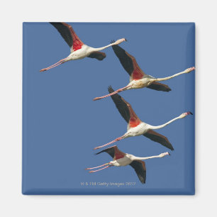 Frankreich, Bouches DU Rhône, Camargue, größer Magnet