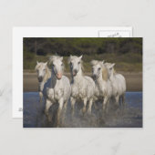 Frankreich, Camargue. Pferde laufen durch die 2 Postkarte (Vorne/Hinten)