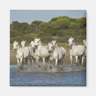 Frankreich, Camargue. Pferde laufen durch die Flus Magnet