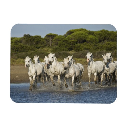 Frankreich, Camargue. Pferde laufen durch die Münd Magnet (Horizontal)