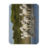 Frankreich, Camargue. Pferde laufen durch die Münd Magnet (Vertikal)