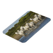 Frankreich, Camargue. Pferde laufen durch die Münd Magnet (Linke Seite)