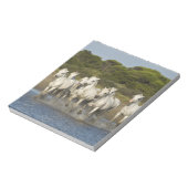 Frankreich, Camargue. Pferde laufen durch die Münd Notizblock (Rotiert)