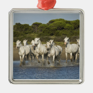 Frankreich, Camargue. Pferde laufen durch die Münd Silbernes Ornament