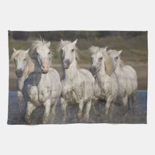 Frankreich, Camargue. Pferde laufen Geschirrtuch