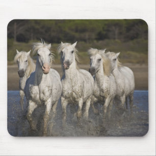 Frankreich, Camargue. Pferde laufen Mousepad