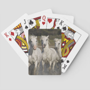 Frankreich, Camargue. Pferde laufen Spielkarten