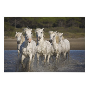 Frankreich, Camargue. Pferderennlauf Fotodruck