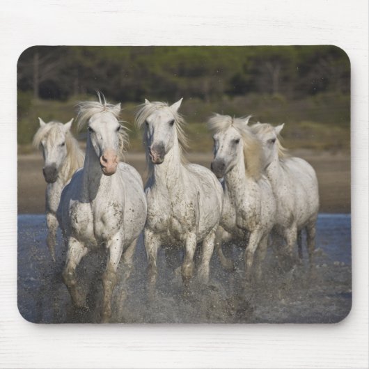 Frankreich, Camargue. Pferderennlauf Mousepad (Vorne)