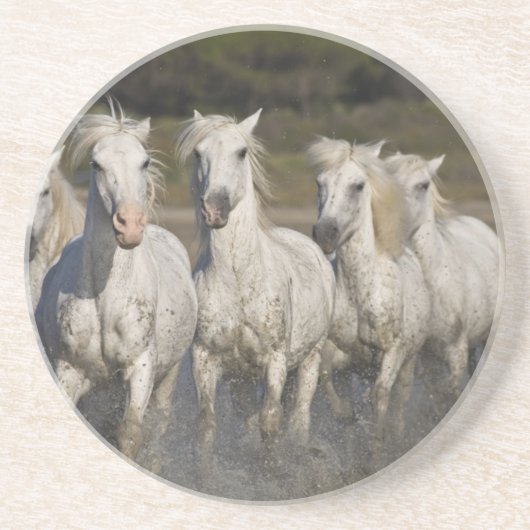 Frankreich, Camargue. Pferderennlauf Untersetzer (Vorne)