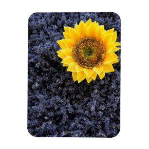 Frankreich, Provence-Alpes-Cote d'Azur Magnet