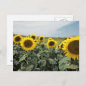 Frankreich Provence, Blick auf das Feld der Sonnen Postkarte (Vorne/Hinten)