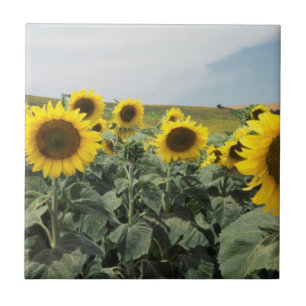 Frankreich Provence, Blick auf ein Sonnenblumenfel Fliese