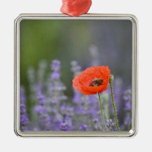 Frankreich, Provence. Einsamer Mohn auf einem Feld Ornament Aus Metall