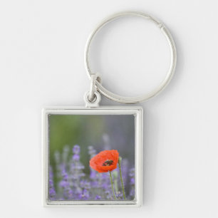 Frankreich, Provence. Einsamer Mohn auf einem Feld Schlüsselanhänger