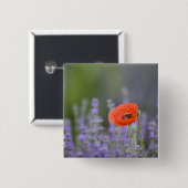 Frankreich, Provence. Einzelmohn im Feld Button (Vorne & Hinten)