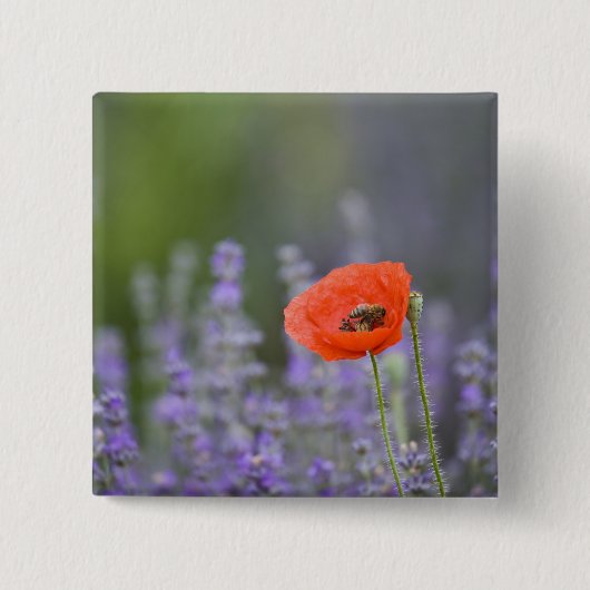 Frankreich, Provence. Einzelmohn im Feld Button (Vorderseite)