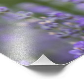 Frankreich, Provence. Einzelmohn im Feld Fotodruck (Ecke)