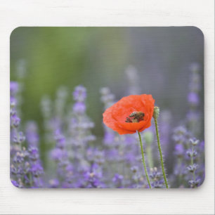 Frankreich, Provence. Einzelmohn im Feld Mousepad