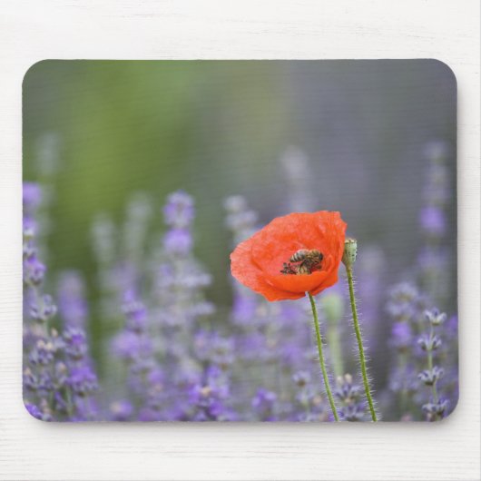 Frankreich, Provence. Einzelmohn im Feld Mousepad (Vorne)