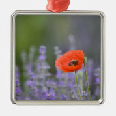 Frankreich, Provence. Einzelmohn im Feld Ornament Aus Metall (Vorne)