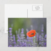 Frankreich, Provence. Einzelmohn im Feld Postkarte (Vorne/Hinten)