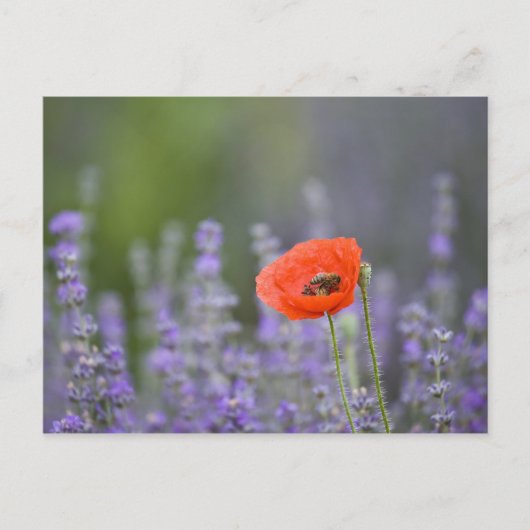 Frankreich, Provence. Einzelmohn im Feld Postkarte (Vorderseite)