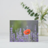 Frankreich, Provence. Einzelmohn im Feld Postkarte (Stehend Vorderseite)