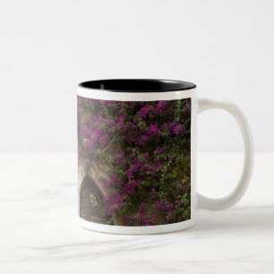 Frankreich, Provence, Eze. Hellrosa Zweifarbige Tasse