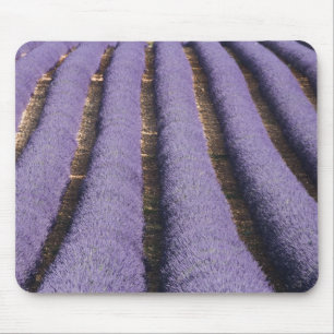 Frankreich, Provence. Lavendel in Blüte.2 Mousepad