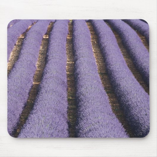 Frankreich, Provence. Lavendel in Blüte.2 Mousepad (Vorne)