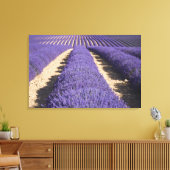 Frankreich, Provence. Lavendel in Blüte. 3 Leinwanddruck (Insitu (Wohnzimmer))