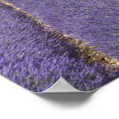 Frankreich, Provence. Lavendel in Blüte. Poster (Ecke)