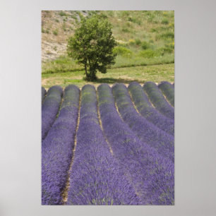 Frankreich, Provence. Lavendel in Blüte. Poster