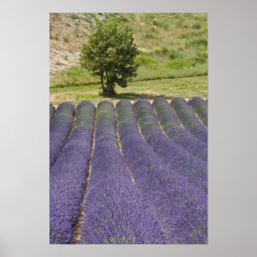 Frankreich, Provence. Lavendel in Blüte. Poster (Vorne)