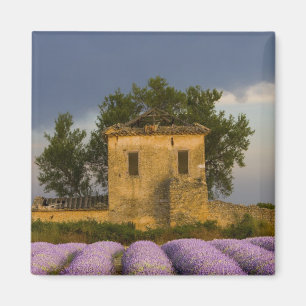 Frankreich, Provence. Lavendel- und Magnet