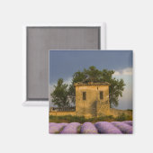 Frankreich, Provence. Lavendelfeld und Magnet (Vorderseite/Rückseite)