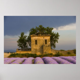 Frankreich, Provence. Lavendelfeld und Poster
