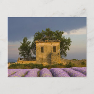 Frankreich, Provence. Lavendelfeld und Postkarte