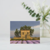 Frankreich, Provence. Lavendelfeld und Postkarte (Stehend Vorderseite)