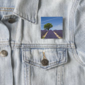 Frankreich, Provence. Reihen von blühendem Lavende Button (Beispiel)