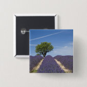 Frankreich, Provence. Reihen von blühendem Lavende Button (Vorne & Hinten)