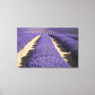 Frankreich, Provence. Reihen von blühendem Lavende Leinwanddruck