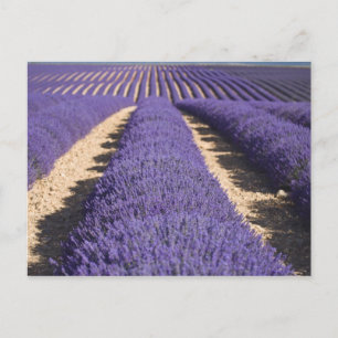 Frankreich, Provence. Reihen von blühendem Lavende Postkarte